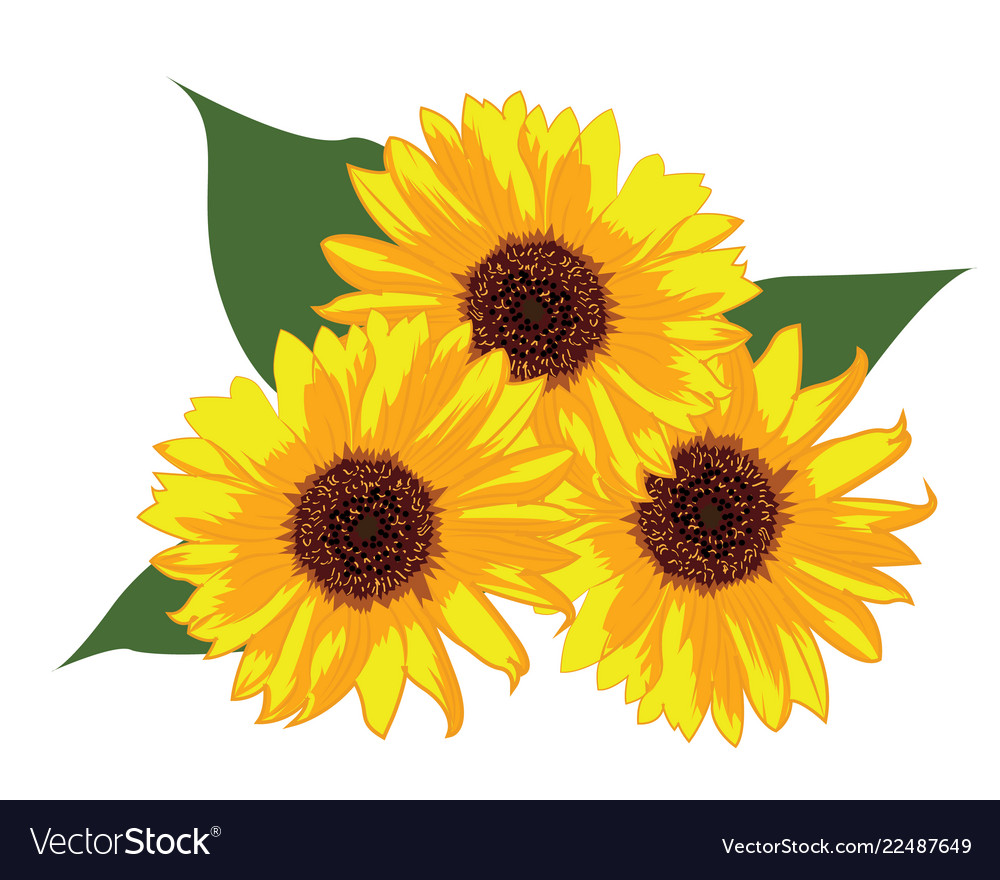 Sunflowers Royalty Free Vector Image - VectorStock