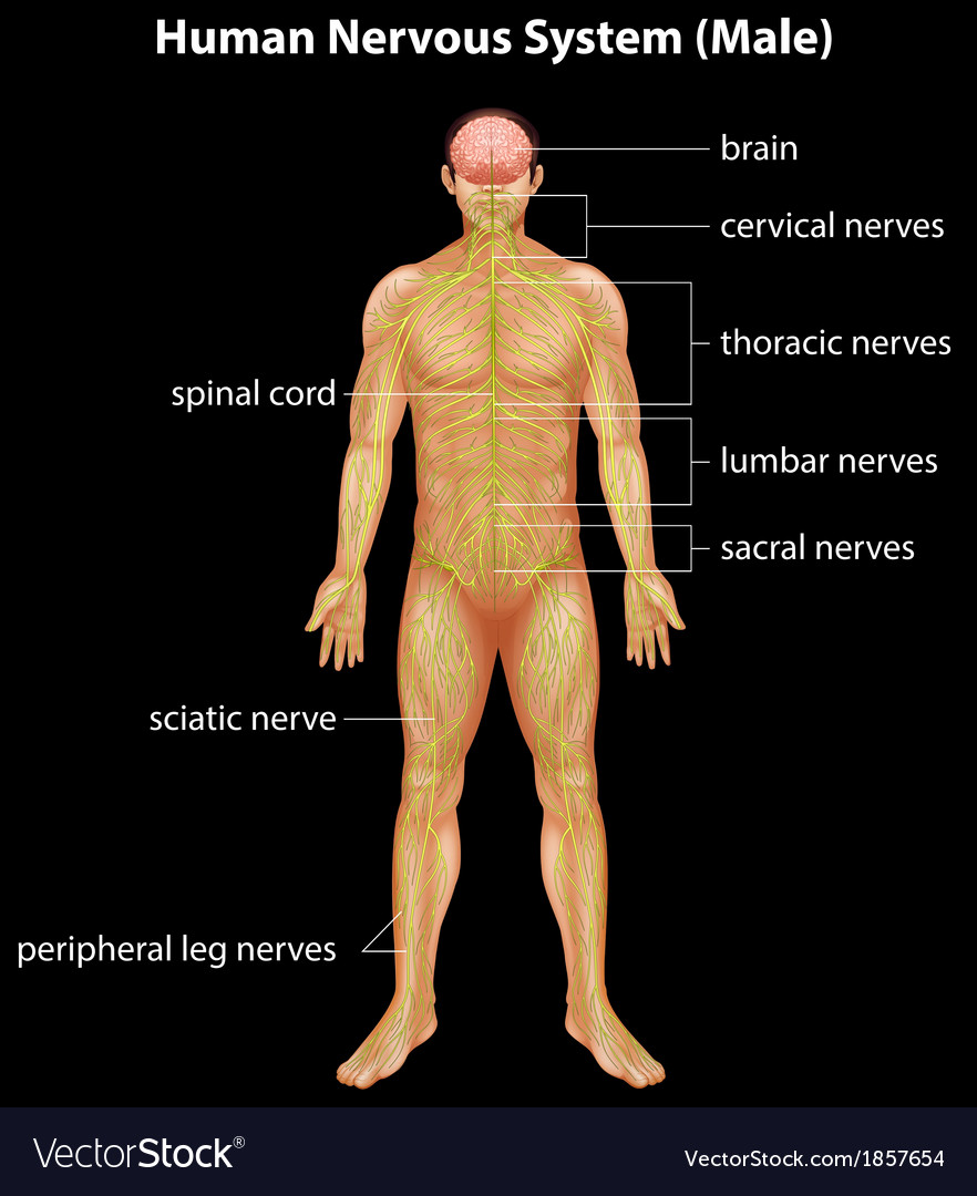 Human nervous system