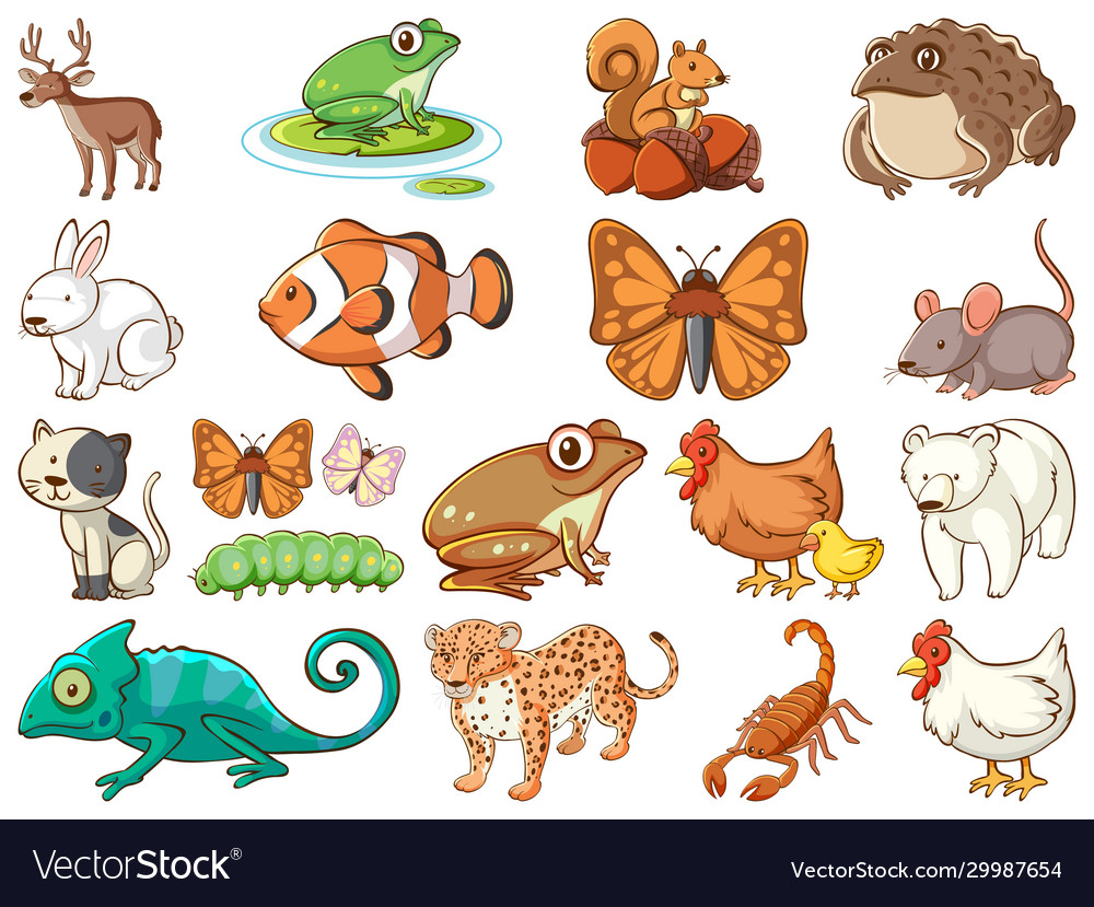 Large set wildlife with many types animals Vector Image Large set wildlife with many types animals Vector Image