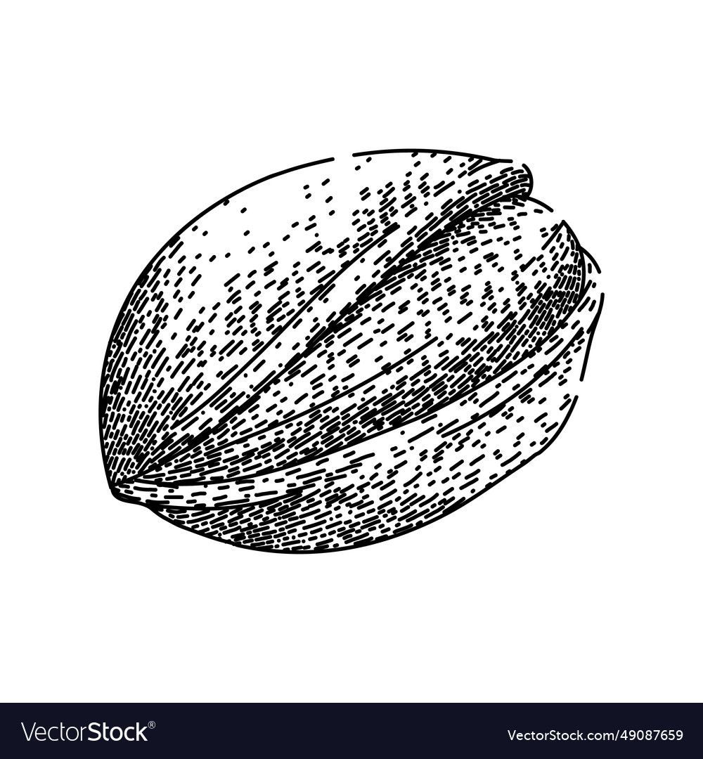 Food pistachio nut sketch hand drawn Royalty Free Vector