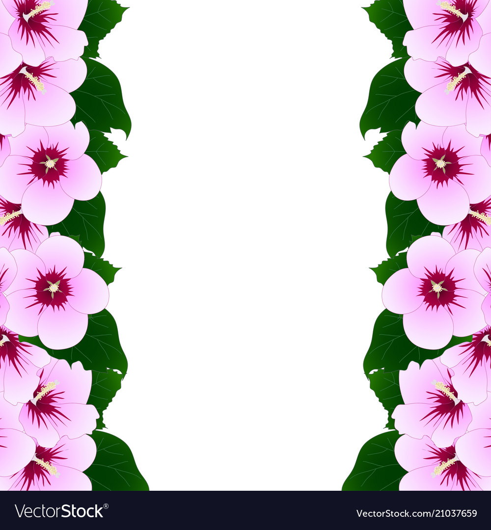 Hibiscus syriacus - rose sharon border Royalty Free Vector