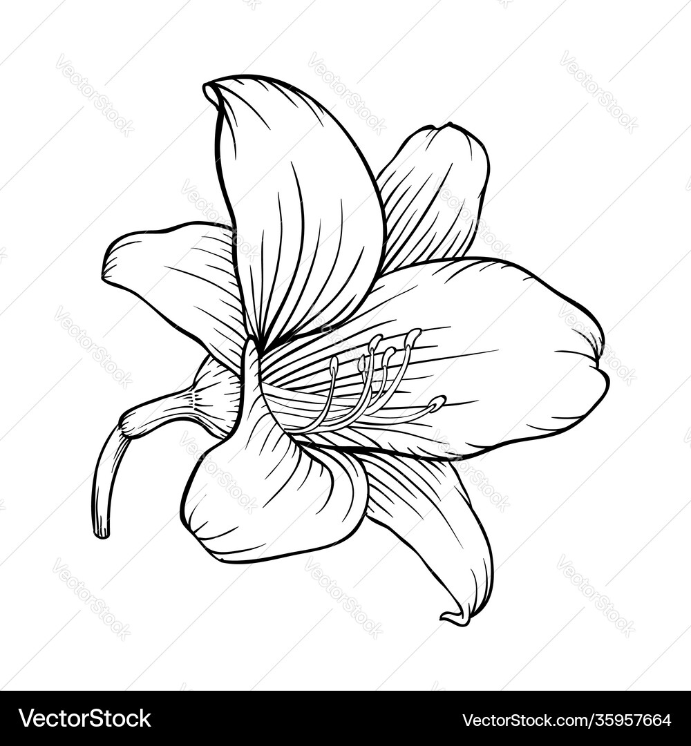 Black and white lily isolated on white background Vector Image