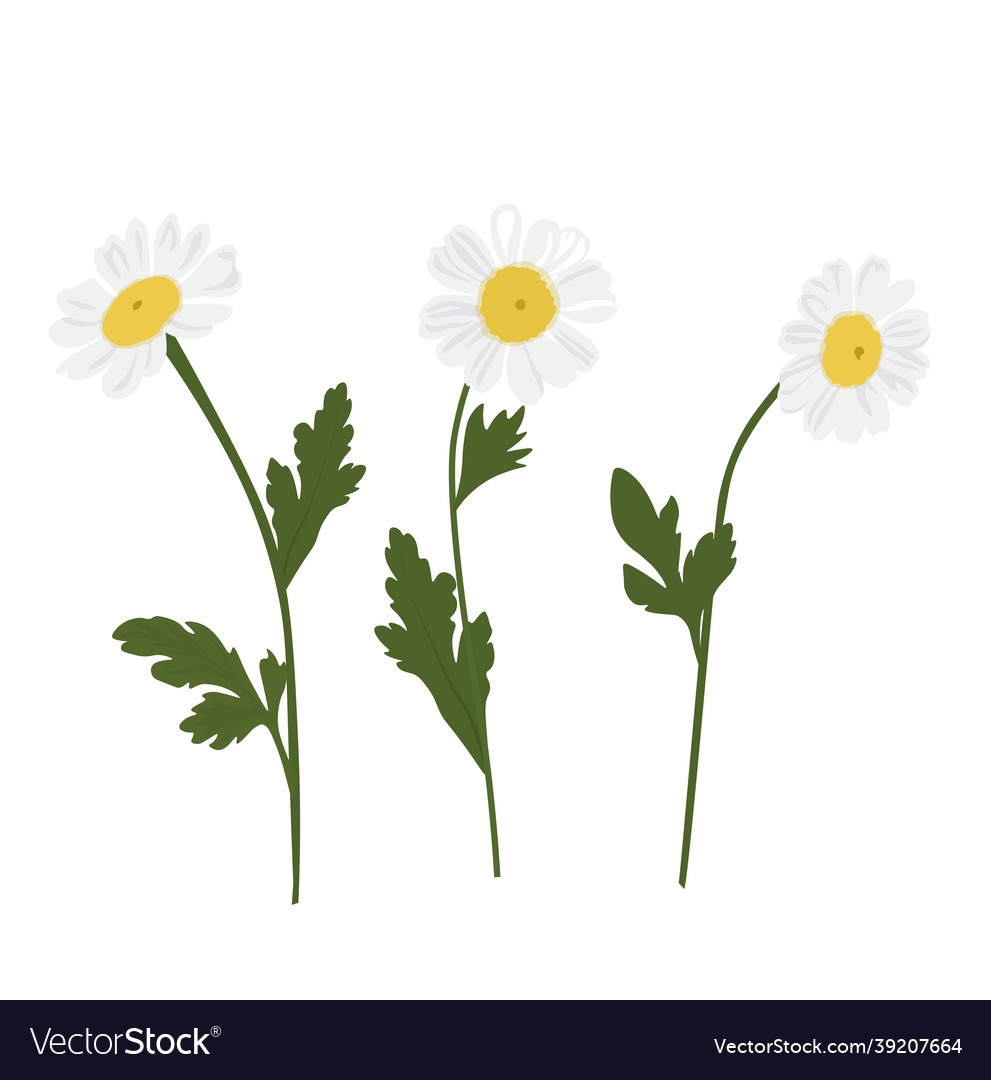 Daisies set stock close-up vector image Daisies set stock close-up