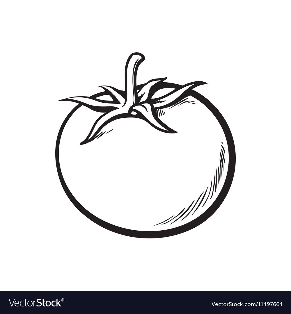 Sketch style drawing of shiny ripe tomato Vector Image