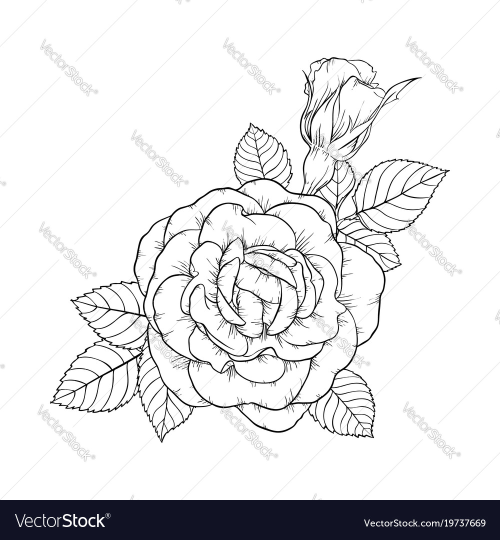 Beautiful Black And White Rose And Leaves Floral