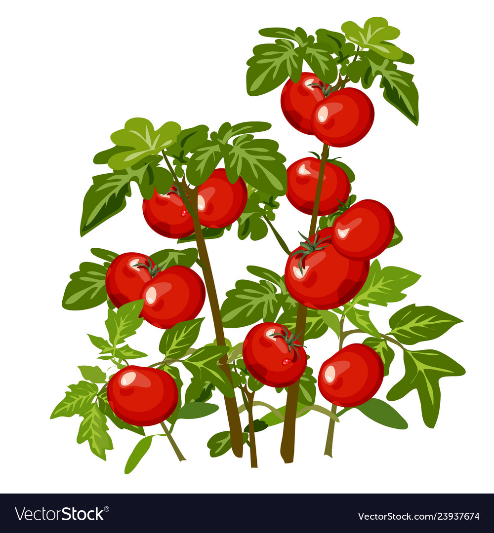 Growth and ripening tomato plants isolated on Vector Image