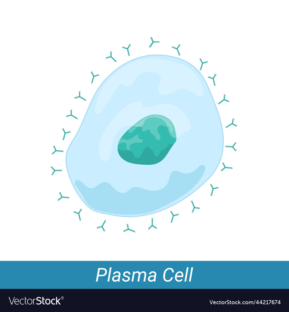 Plasma cell derived from b of adaptive