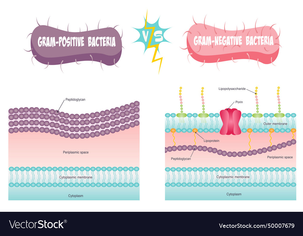 Gram-positive versus gram-negative Royalty Free Vector Image