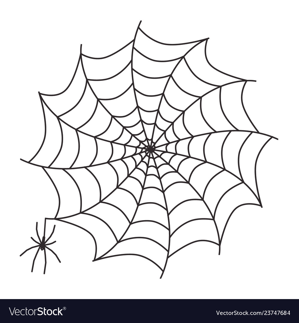 Spider on cobweb isolated white background web