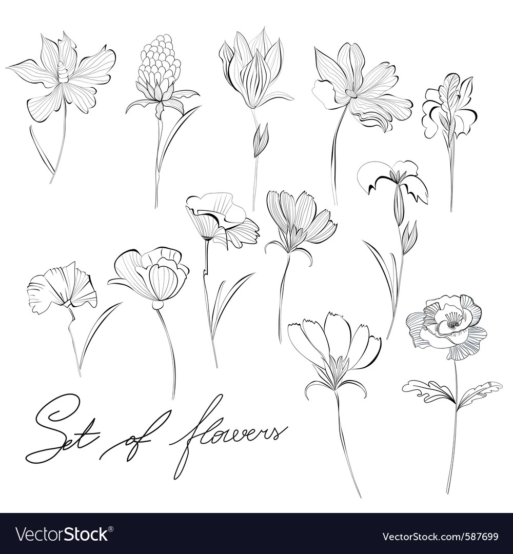 Download Sketch of flowers Royalty Free Vector Image - VectorStock