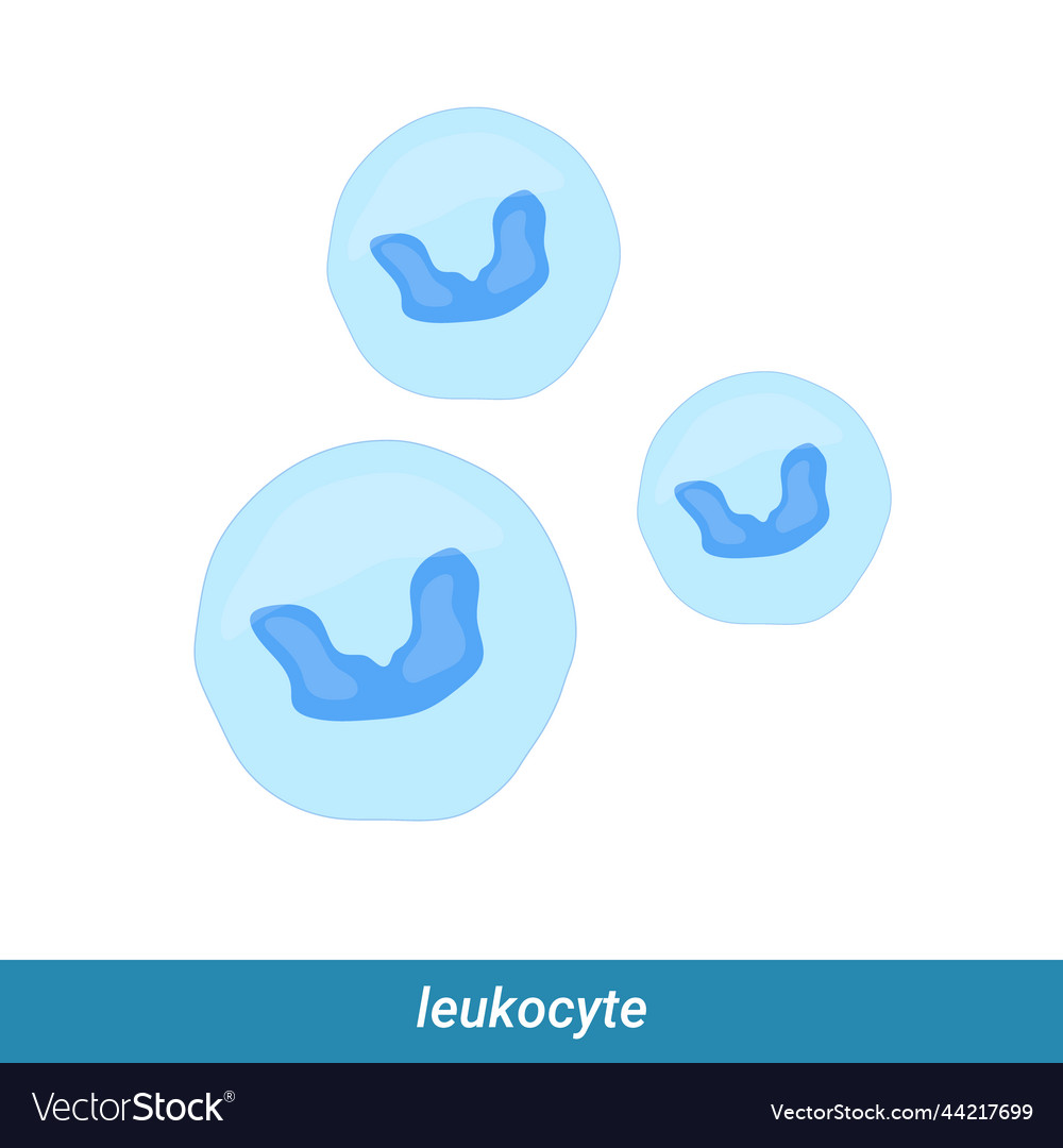 Structure of the leukocyte white blood cell