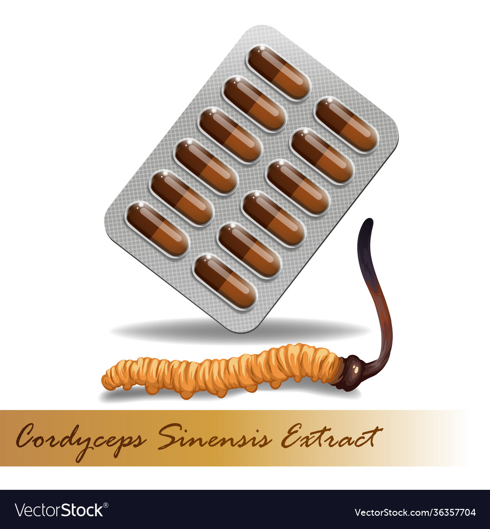 Cordyceps sinensis traditional chinese herbs Vector Image Cordyceps sinensis traditional chinese herbs