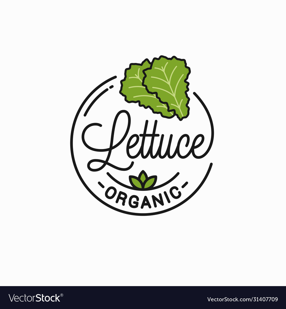 Lettuce Vegetable Logo Round Linear Lettuce Vector Image