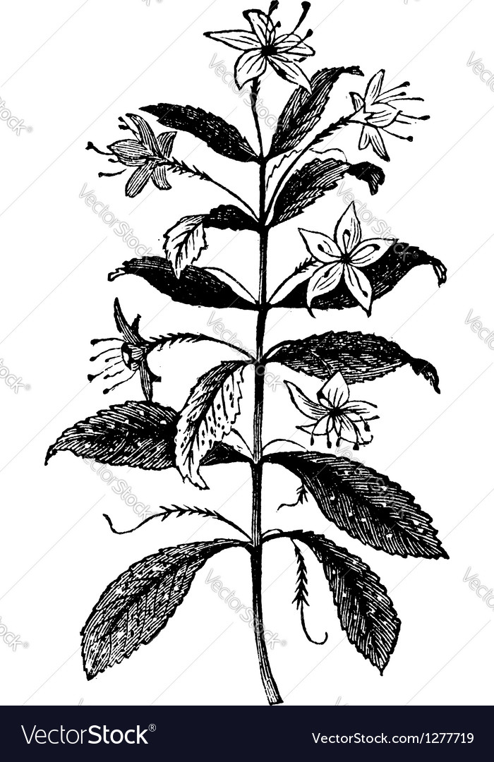 Agathosma vintage engraving