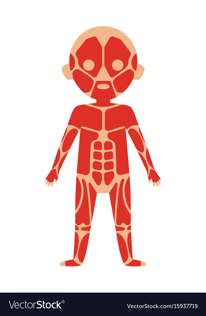 Body Human Cartoon Vector Icon Set Vector Illustration Of Anatomy Body