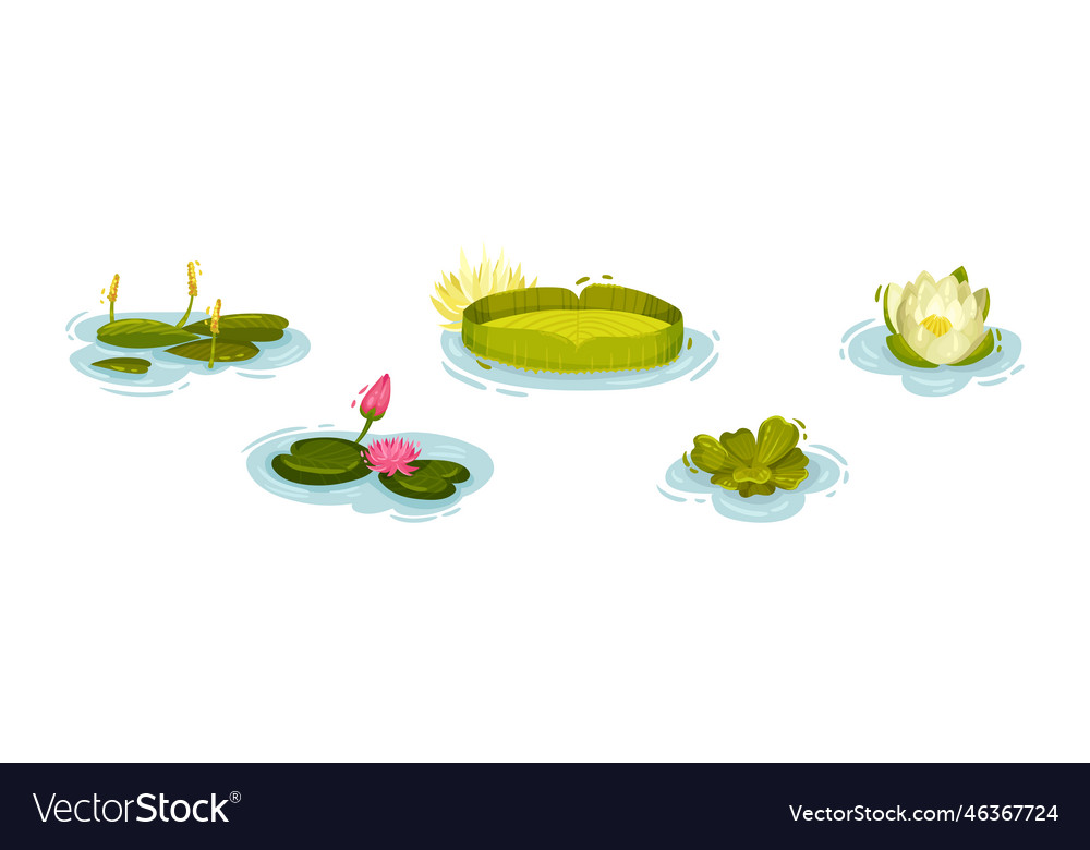 Water and swamp plants with pink waterlily flower Vector Image