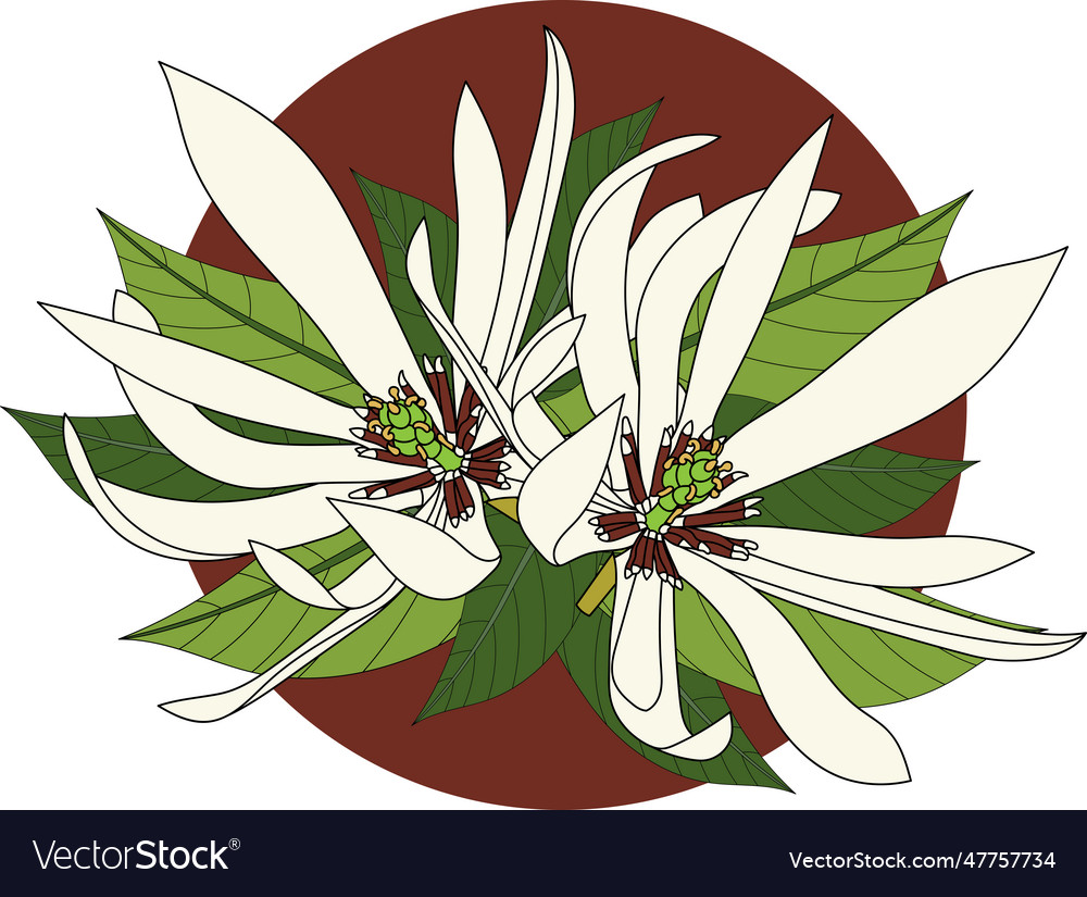 Champaka blooming flower with leaves on brown Vector Image