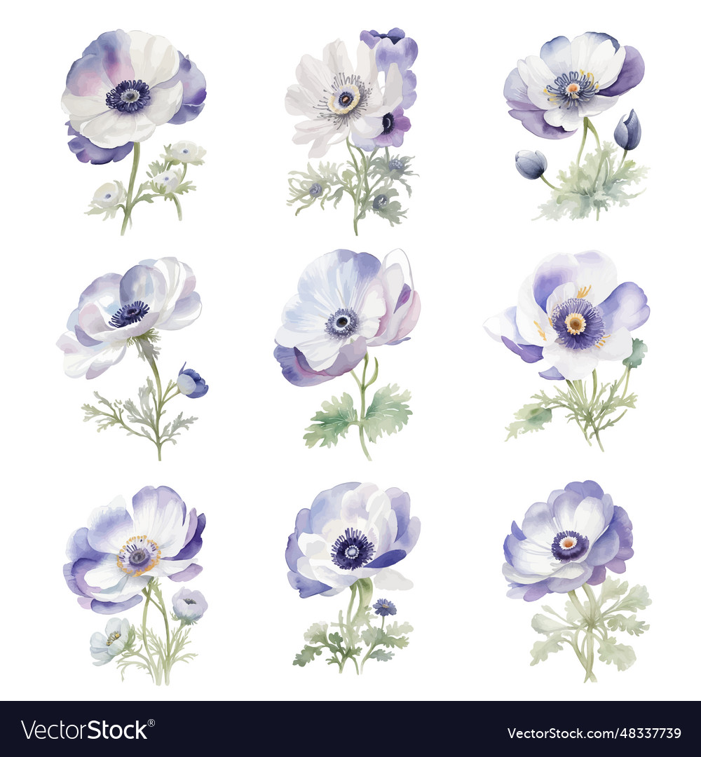 Wasserfarbe Anemone Blumenset