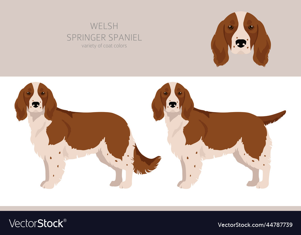 Welsh springer spaniel clipart different poses Vector Image