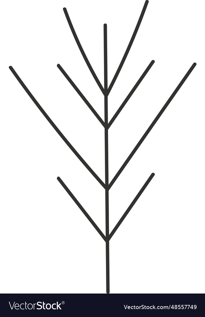 Fir tree branch Royalty Free Vector Image - VectorStock