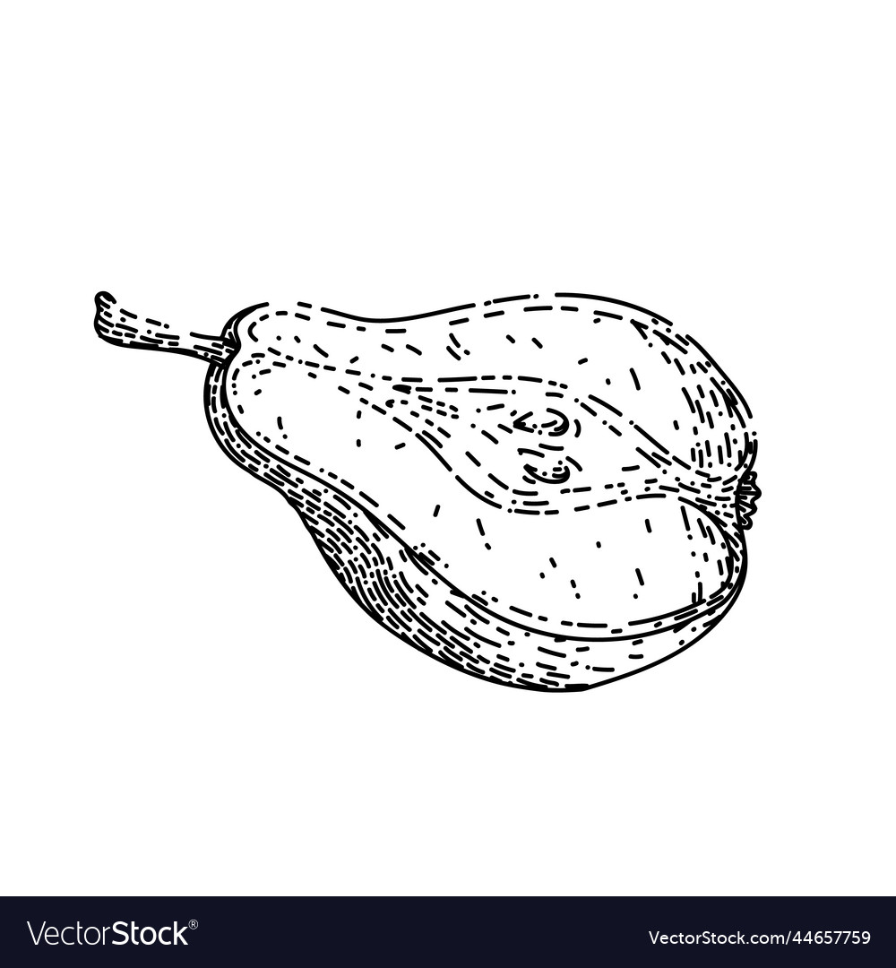 Pear cut sketch hand drawn Royalty Free Vector Image