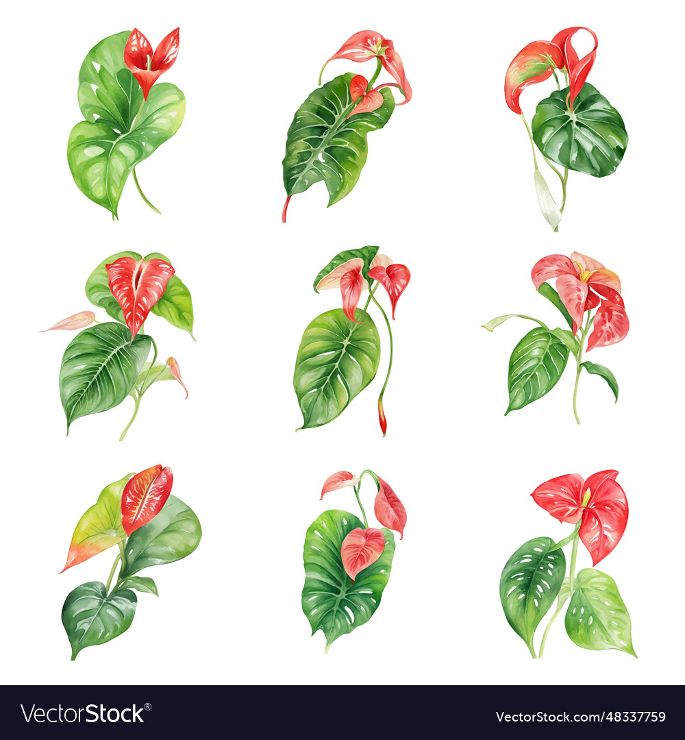 Set of watercolor tropical leaves anthurium