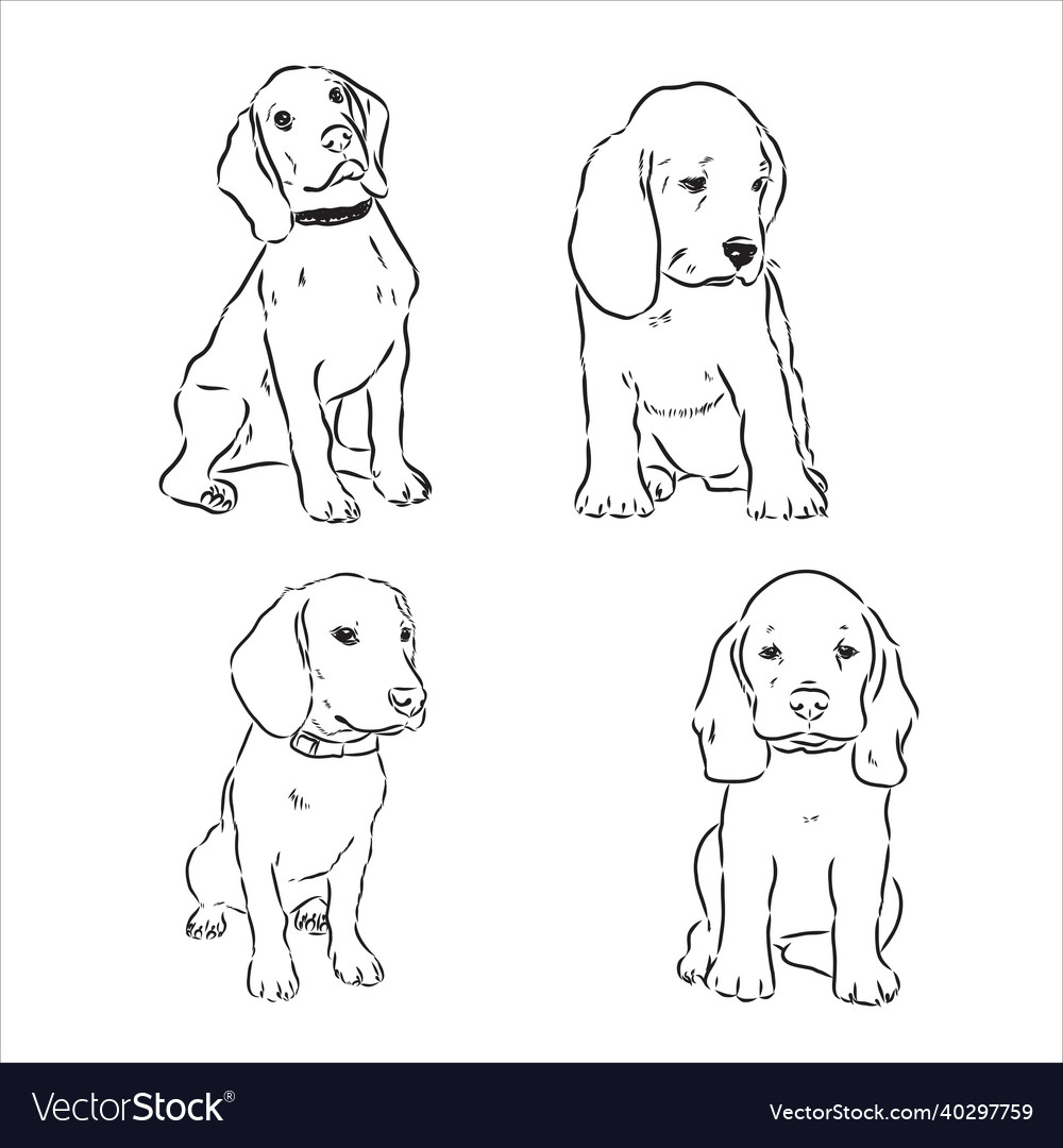 Sketch of cute beagle dog