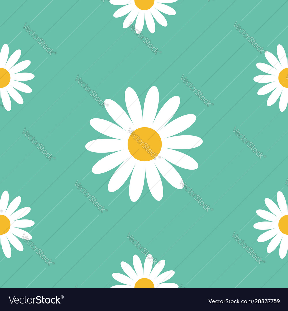 White daisy chamomile cute flower plant