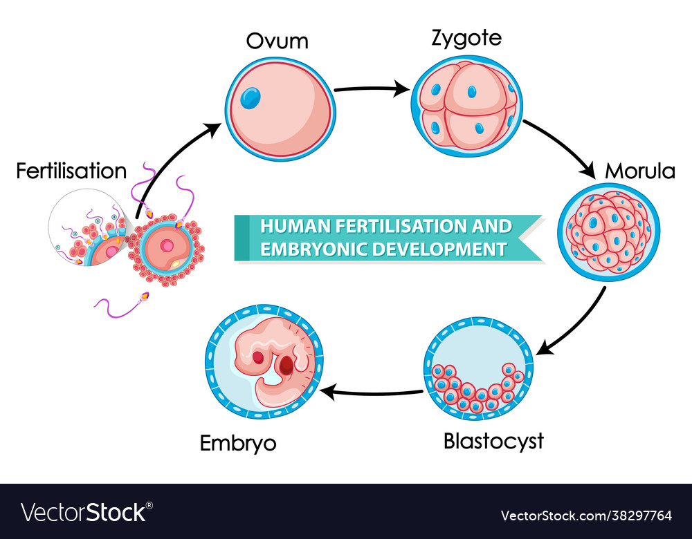 Human fertilisation and embryonic development Vector Image