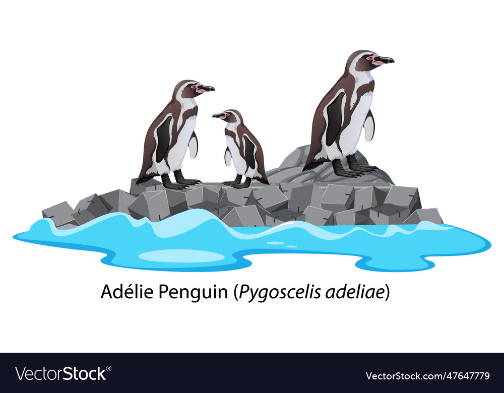 Adelie penguin cartoon on the rock