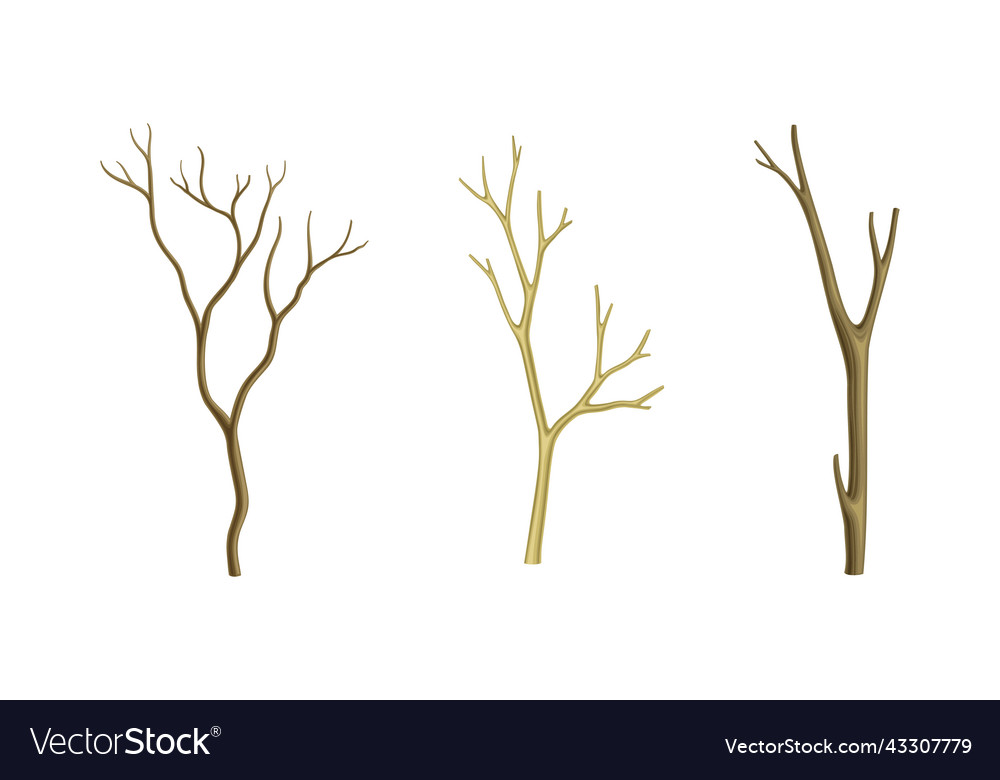 Dry tree branches without leaves set vector image Dry tree branches without leaves set
