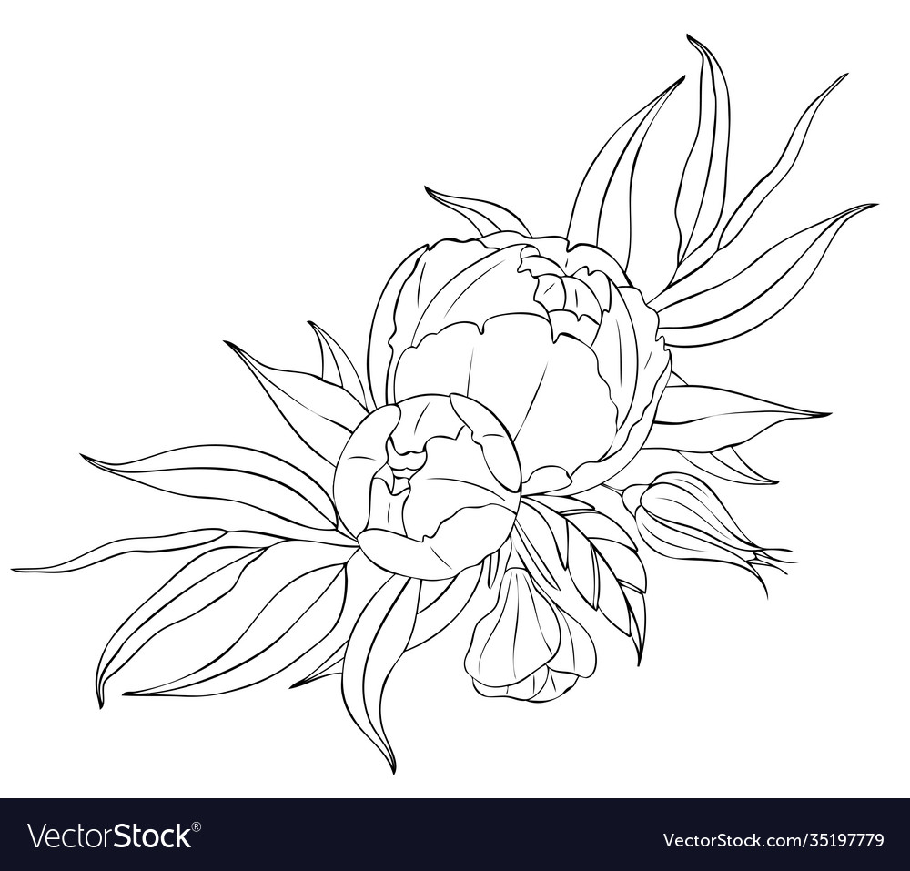 Peony flowers and leaves tattoo compositions Vector Image