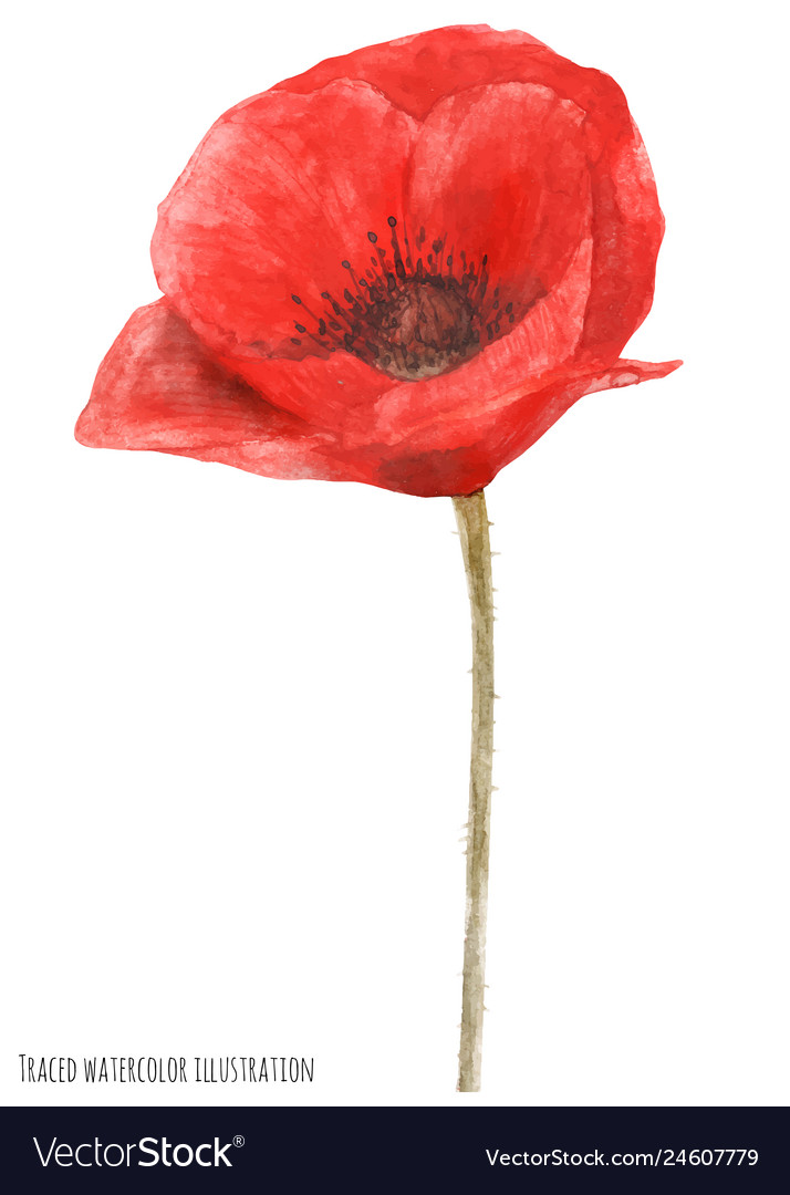 Remembrance poppy by watercolor