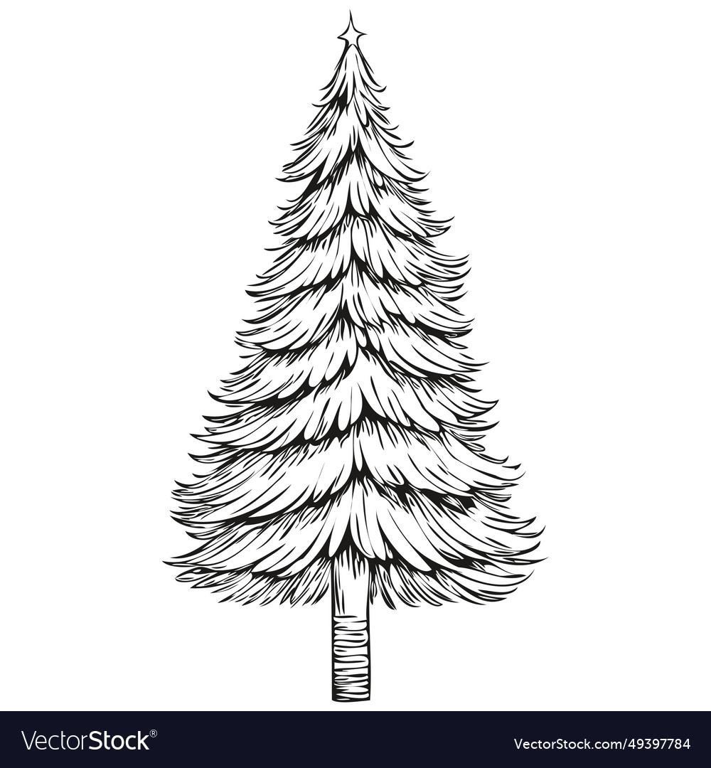 Christmas tree line art hand drawn sketch Vector Image