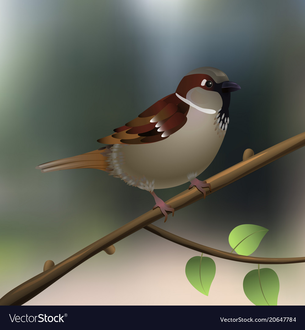 Sparrow little bird on a tree branch in forest