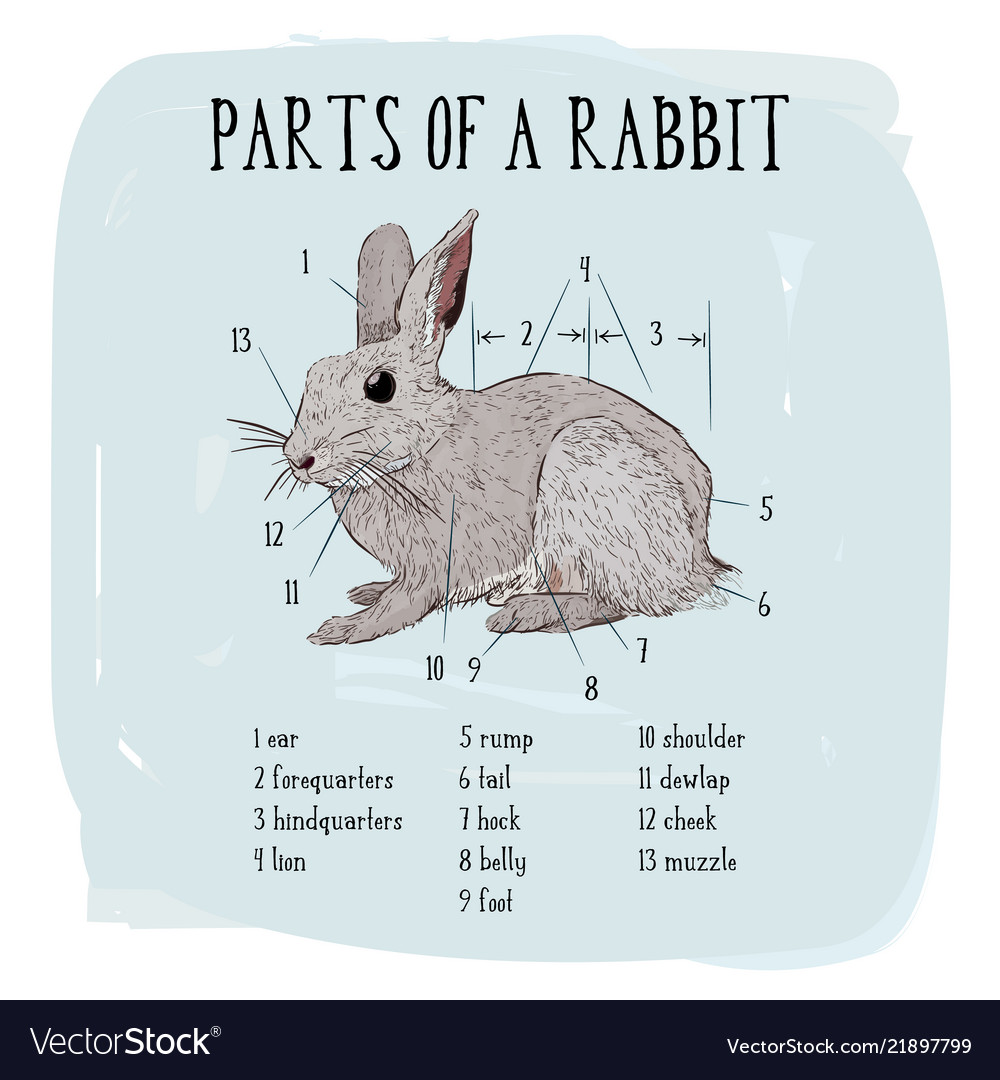 Part rabbit engraving rabbit Royalty Free Vector Image