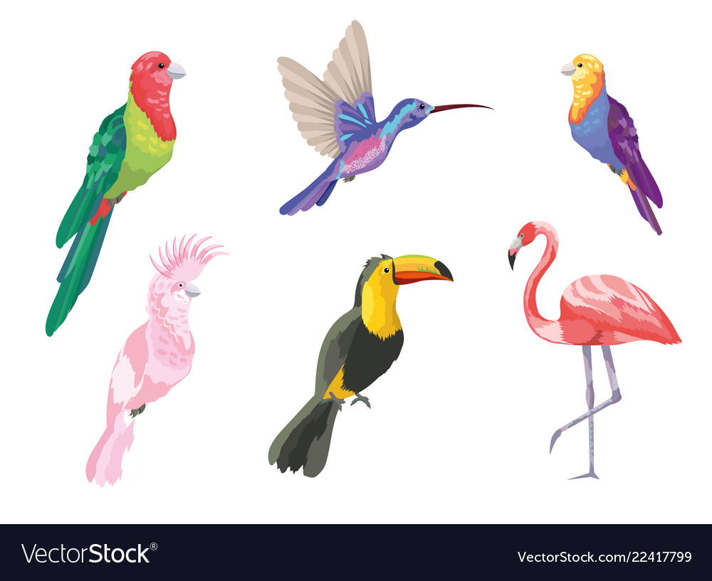 Set tropical birds exotic nature