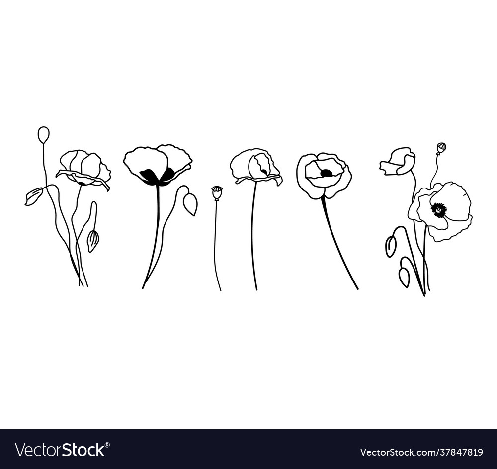 Wildflowers poppy collection flowers vector image Wildflowers poppy collection flowers