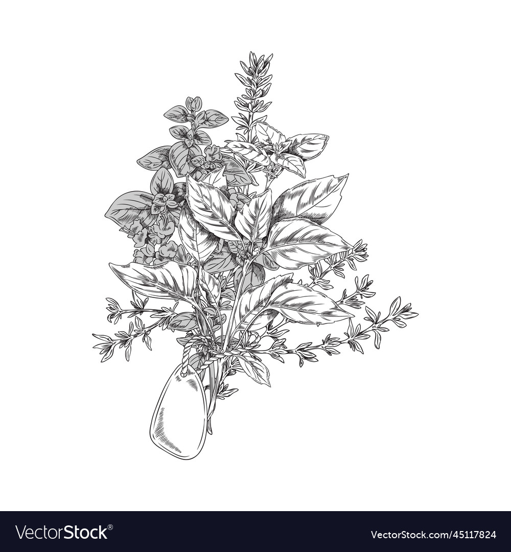 Bouquet of herbs with tag sketch or engraving