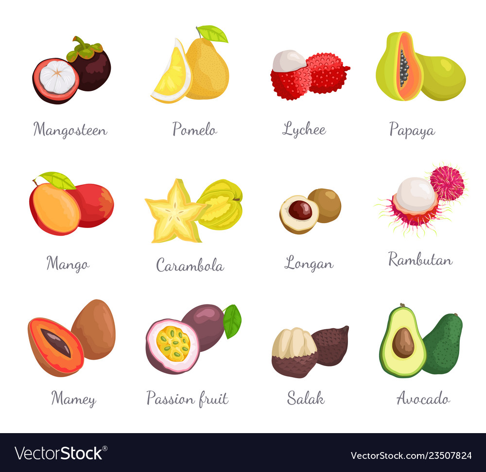 Mangosteen pomelo papaya carambola fruits Vector Image