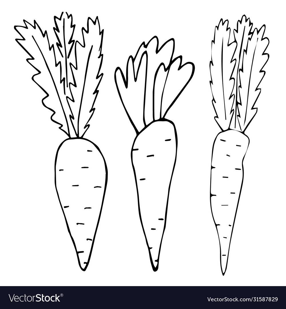 Vegetables doodle Royalty Free Vector Image - VectorStock