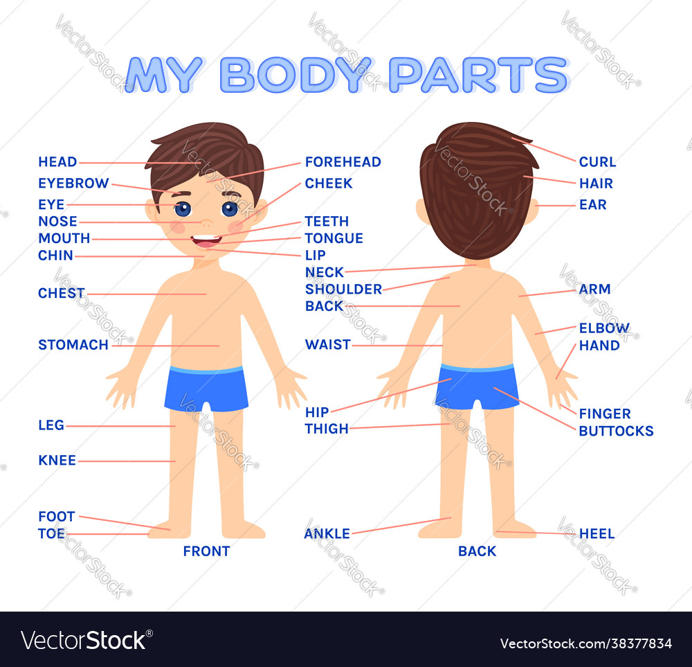 My Body Parts And A Pretty Boy Front And Back Vector Image