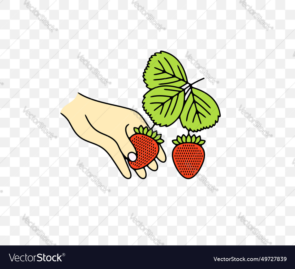 Picking Erdbeeren Grafikdesign