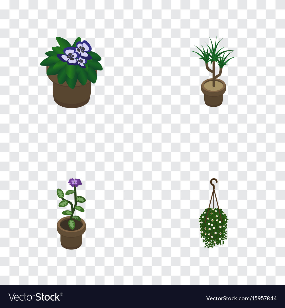 Isometric plant set of flower houseplant