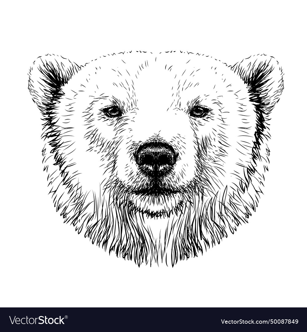 Polar bear graphic portrait Royalty Free Vector Image