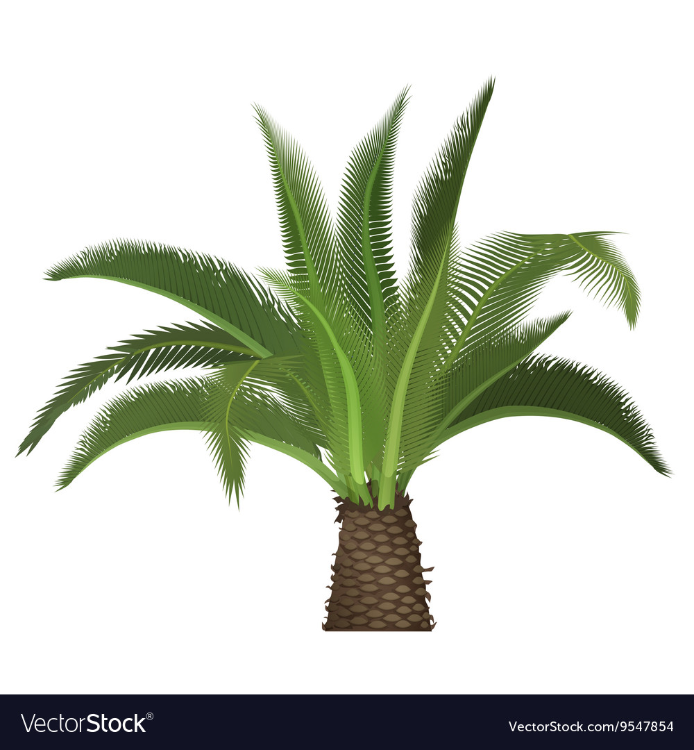 Tropical exotic high detailed palm tree Royalty Free Vector