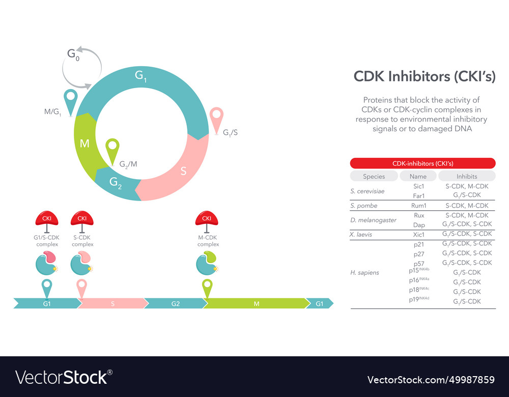 Cyclin dependent kinase inhibitors Royalty Free Vector Image Biology Diagrams