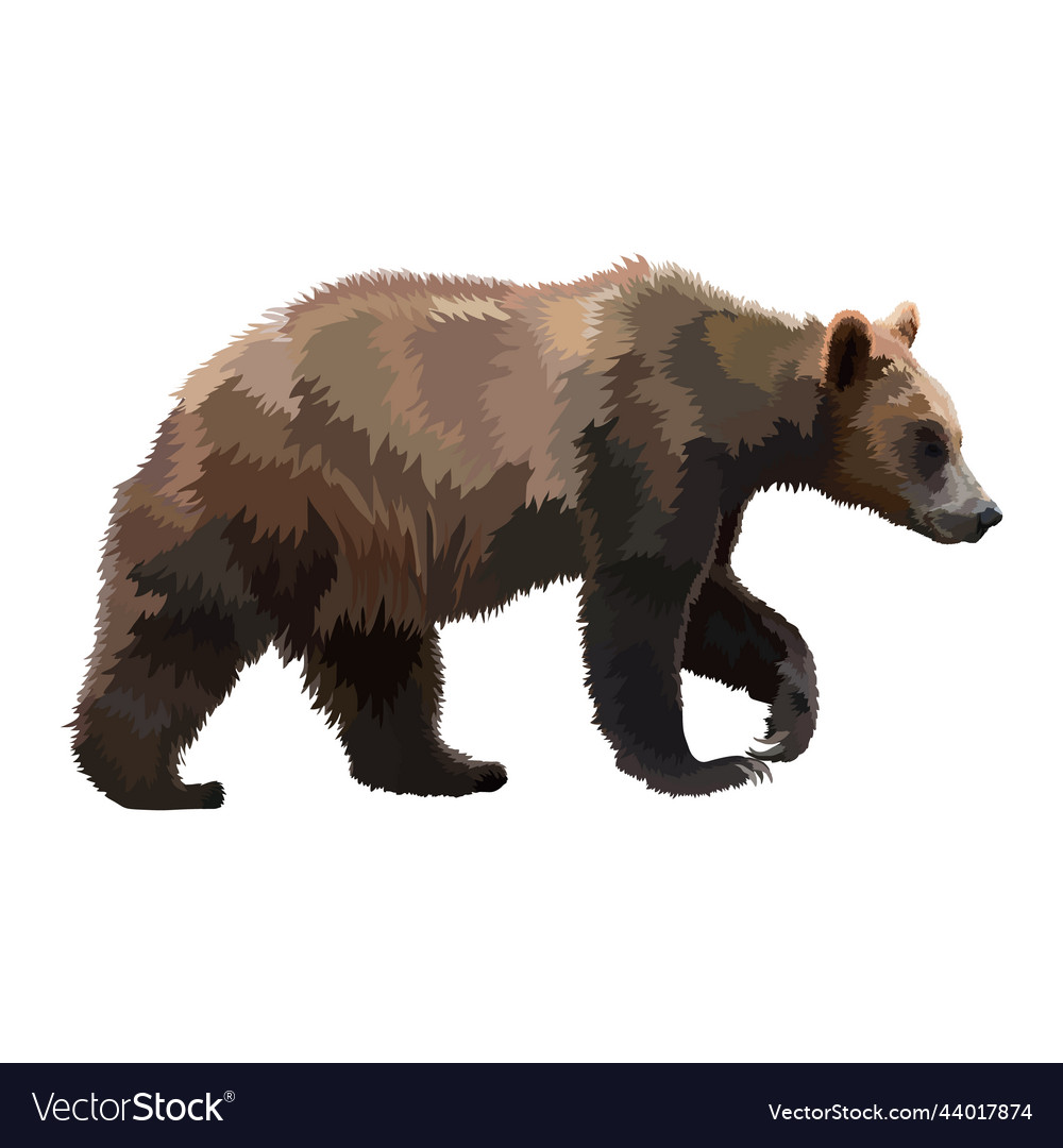 Big brown bear realistic Royalty Free Vector Image