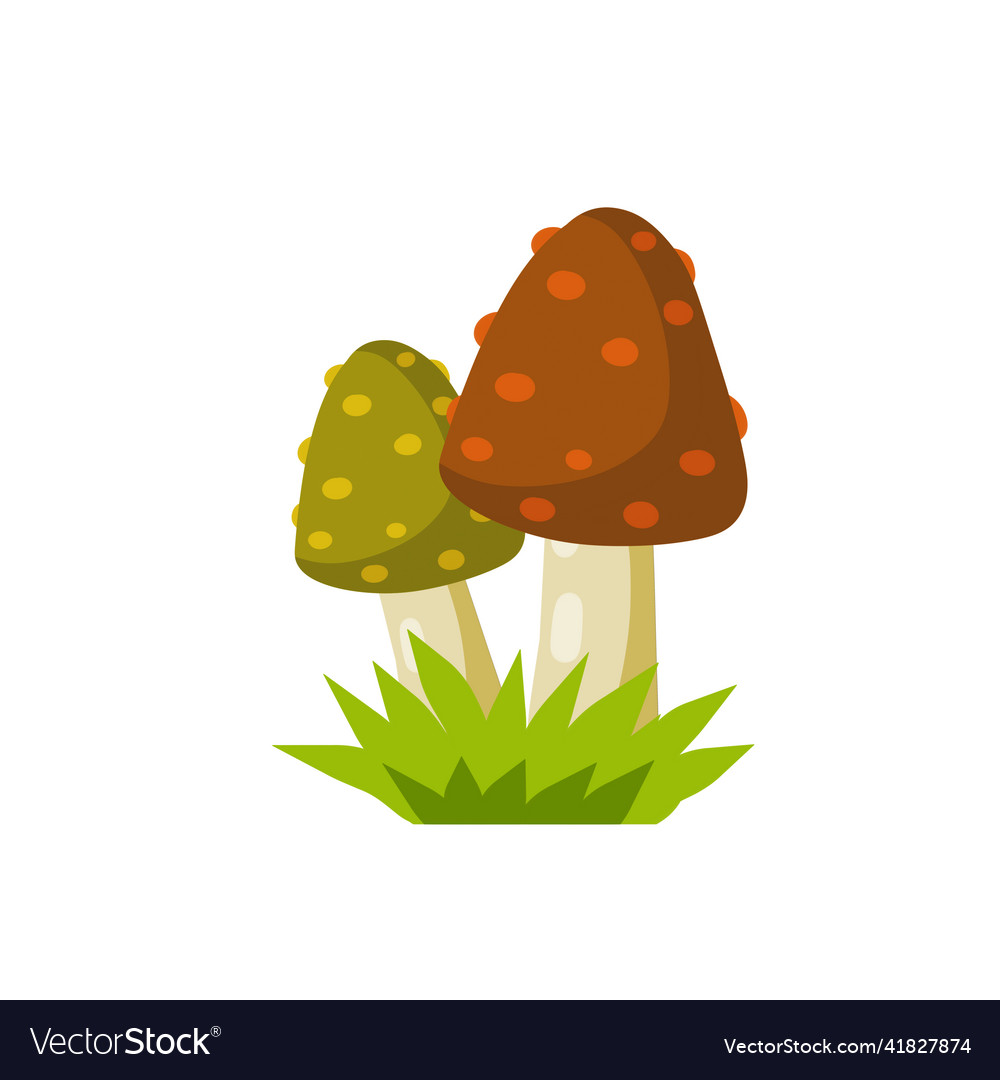 Mushroom with a red cap natural natural product Vector Image