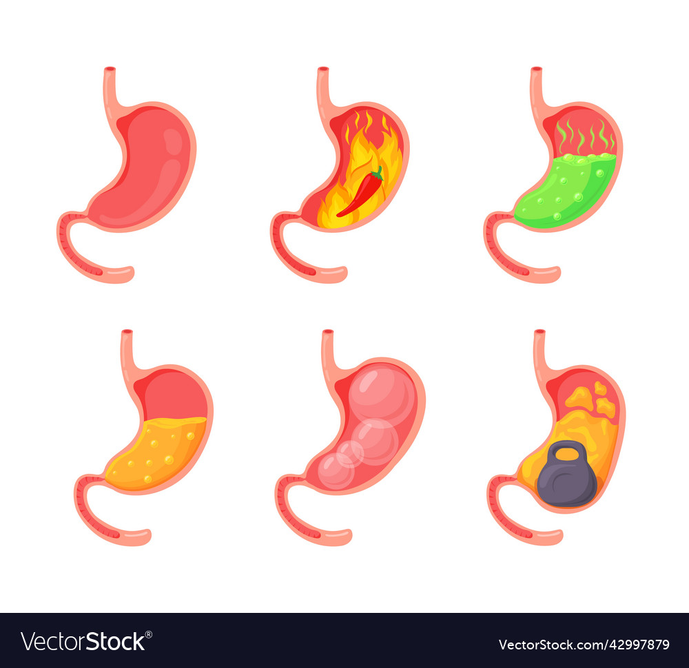 Empty and full stomach bloating stomach ache Vector Image